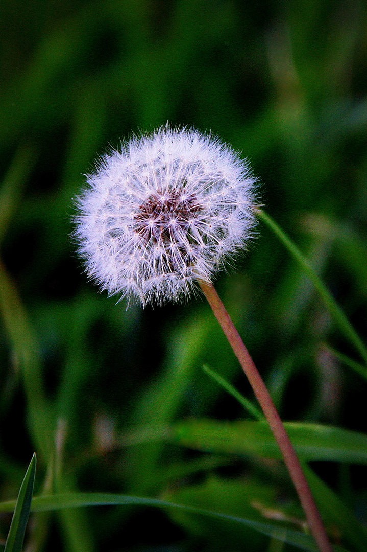 Pusteblume