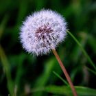 Pusteblume