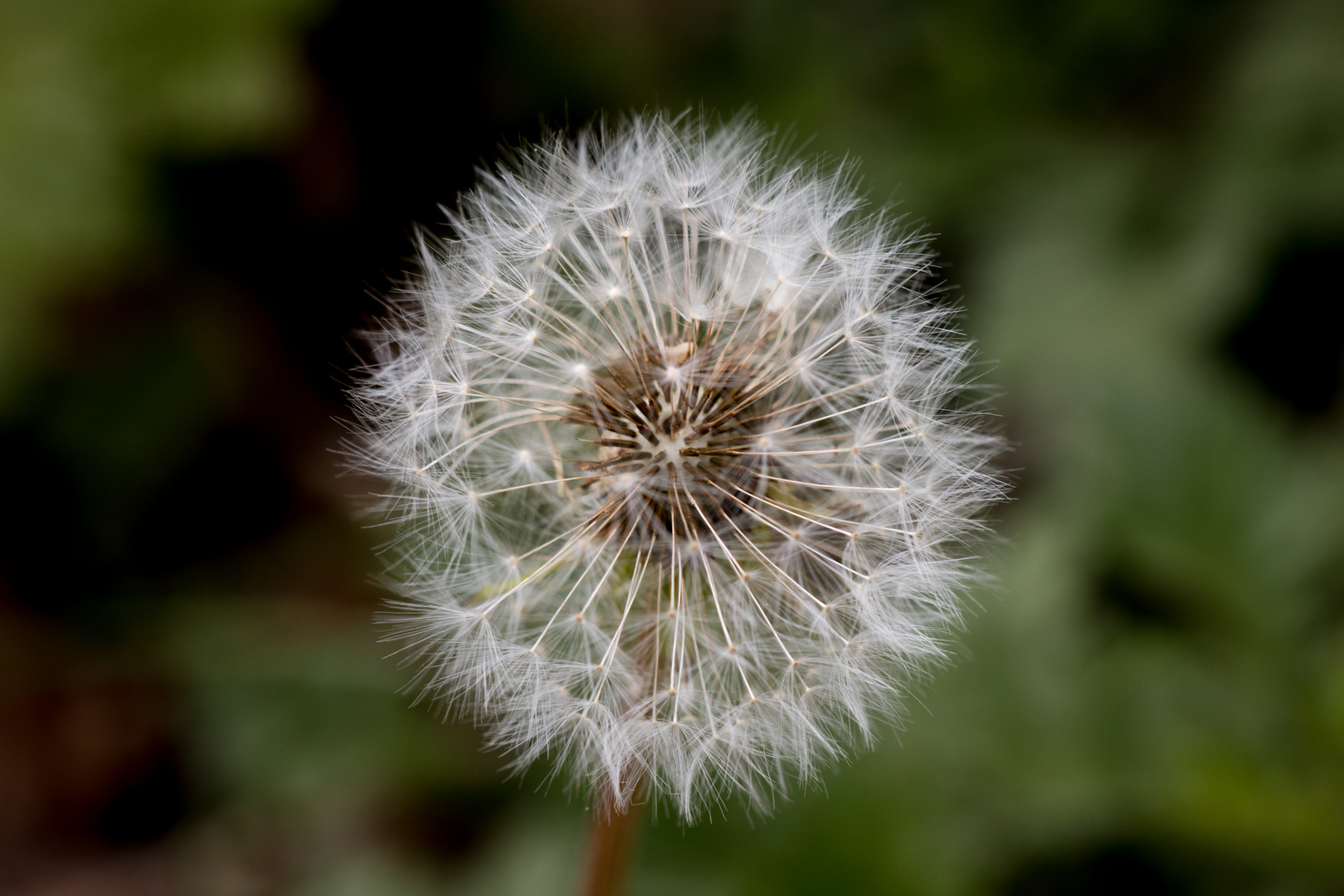 Pusteblume