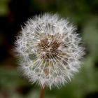 Pusteblume