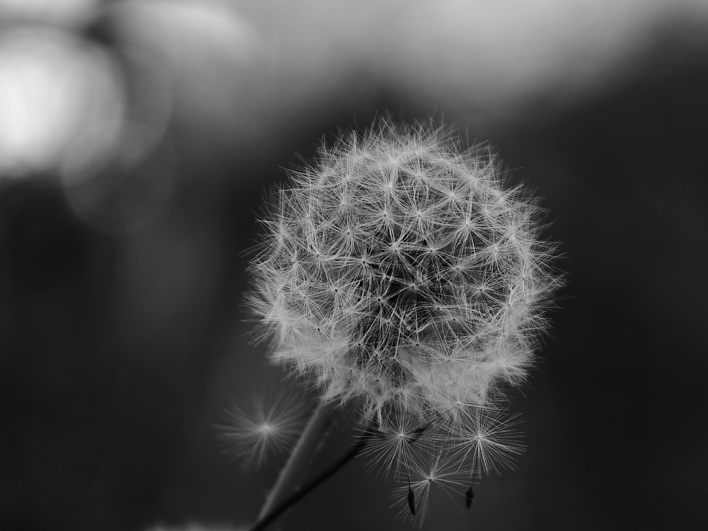  Pusteblume......