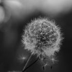  Pusteblume......