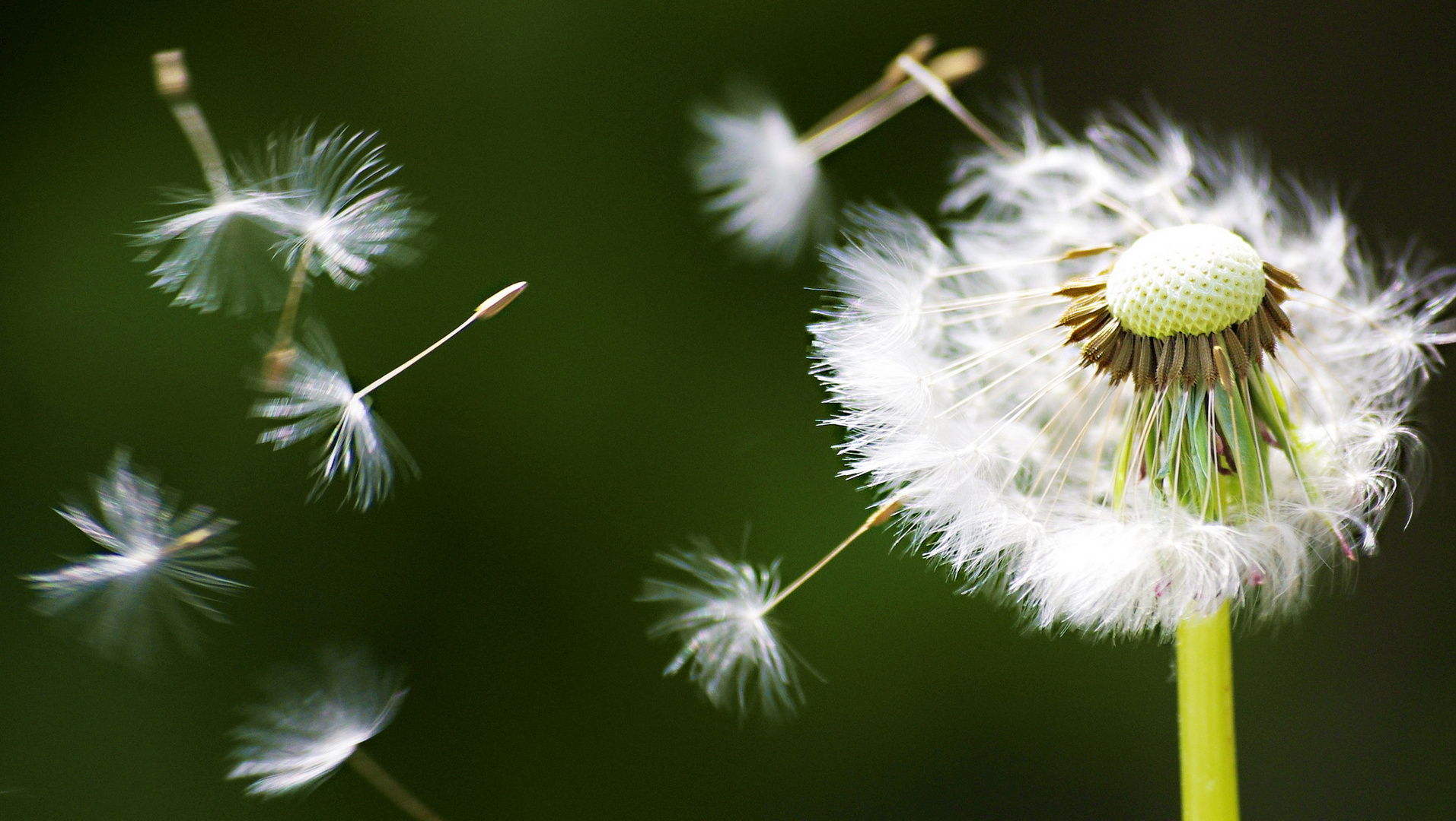 Pusteblume