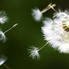 Pusteblume