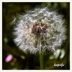 Pusteblume