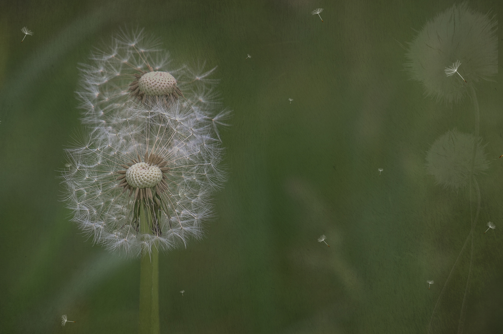  Pusteblume