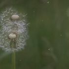  Pusteblume