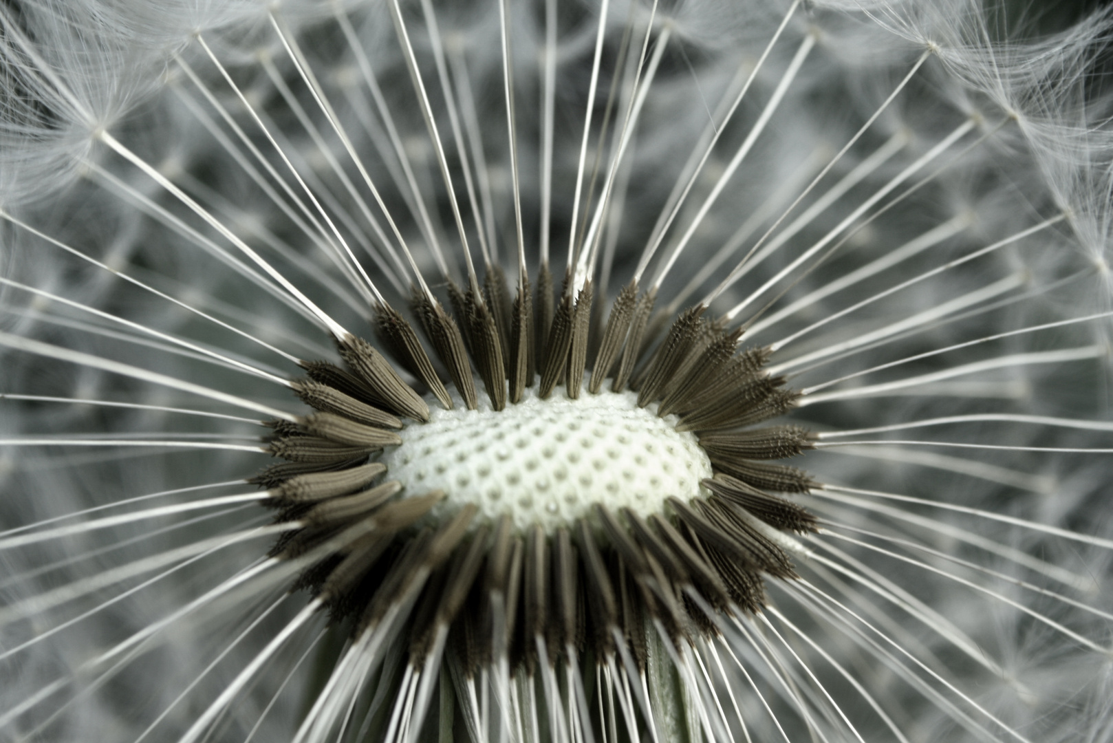 Pusteblume