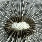 Pusteblume