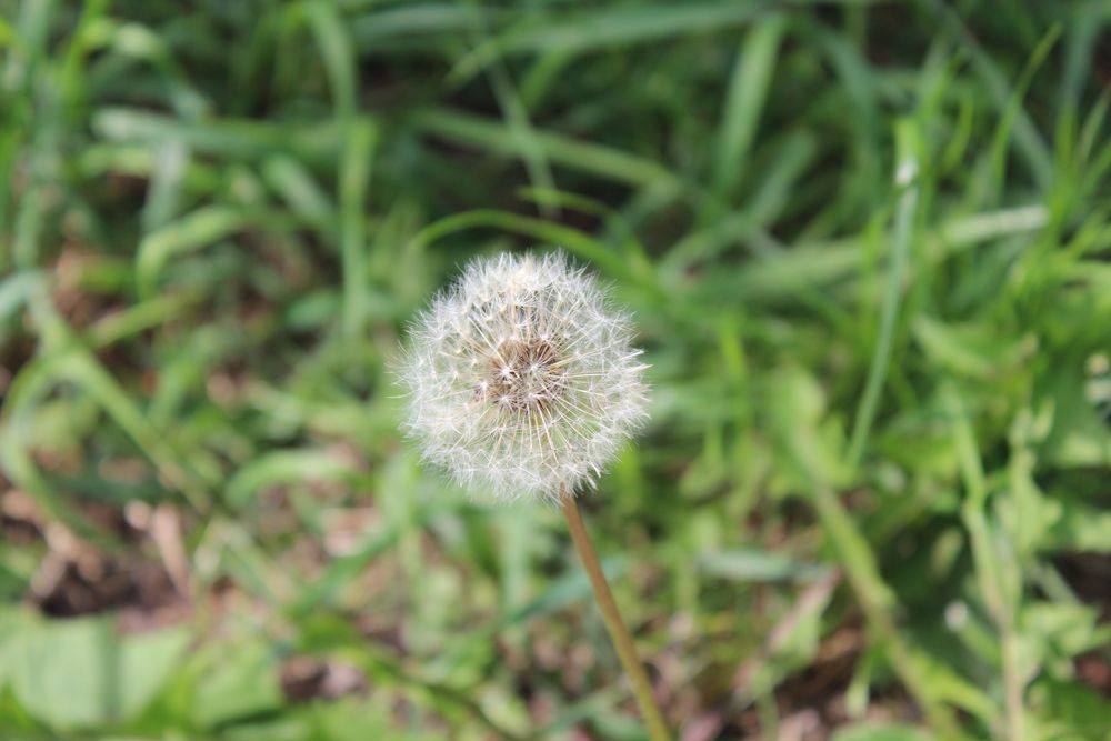 Pusteblume