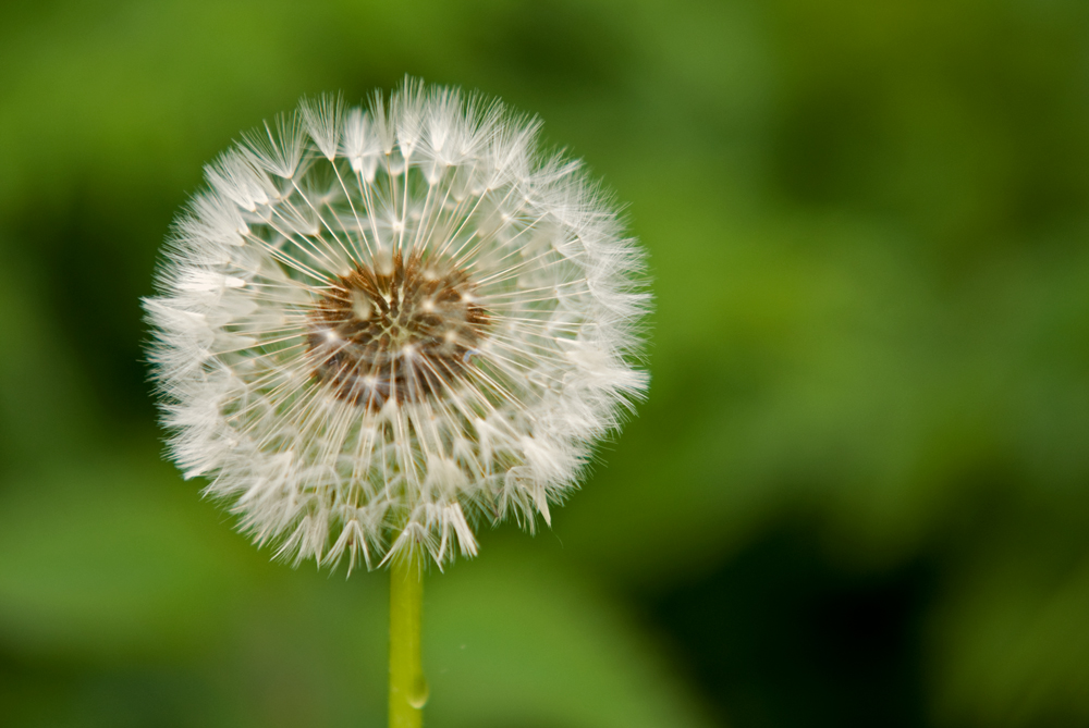 Pusteblume