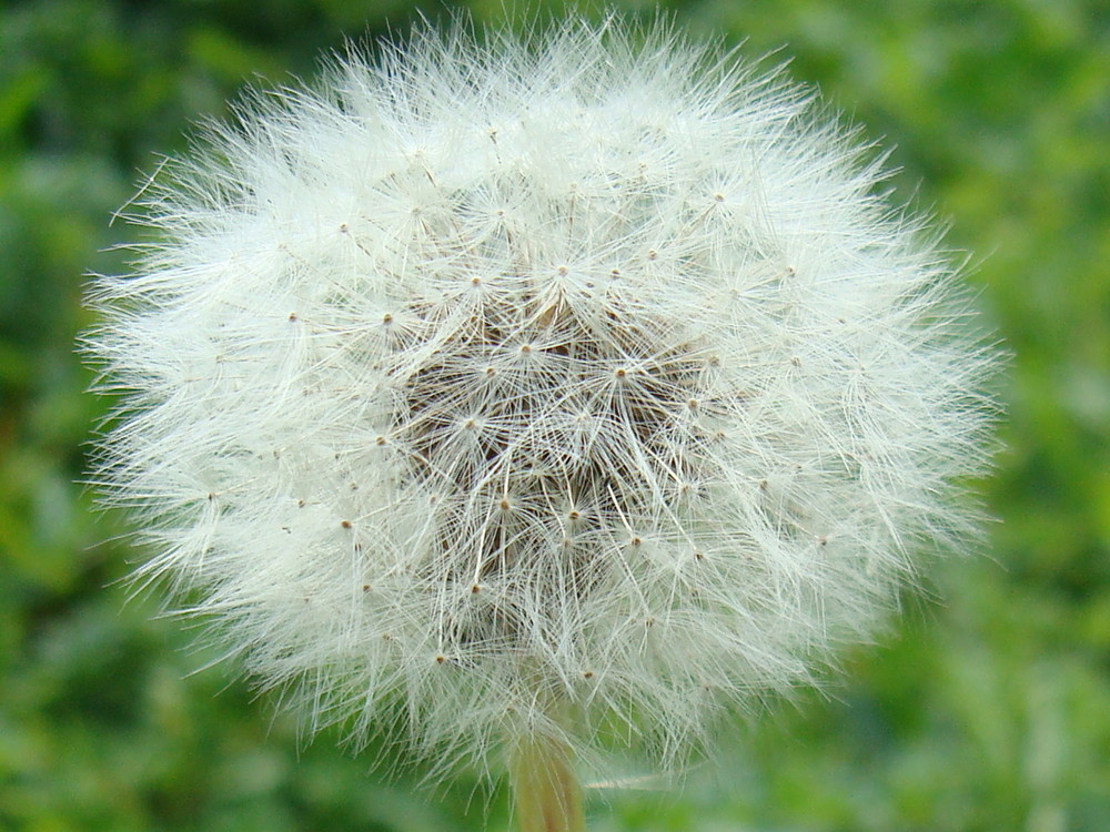 pusteblume