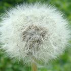 pusteblume