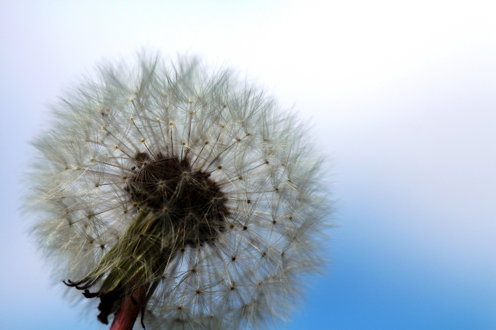 Pusteblume