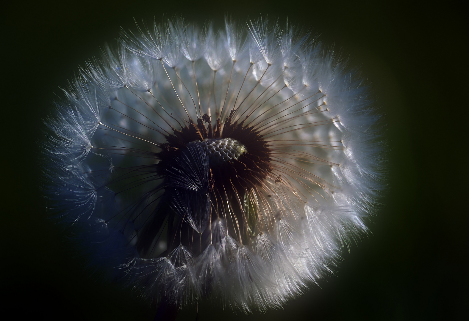 Pusteblume