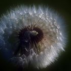 Pusteblume