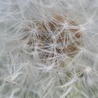 Pusteblume