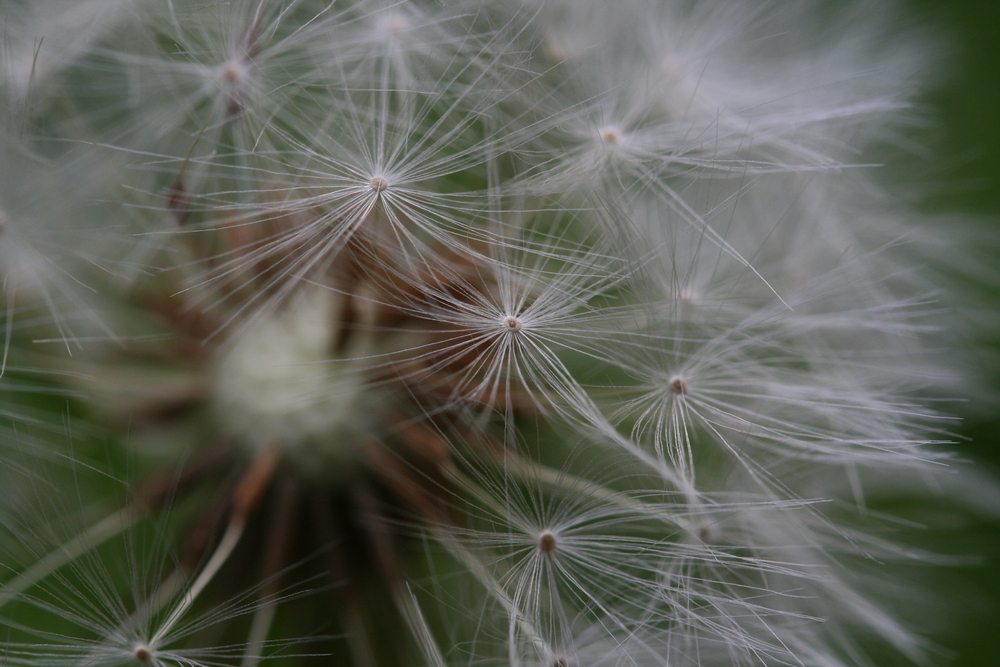 Pusteblume