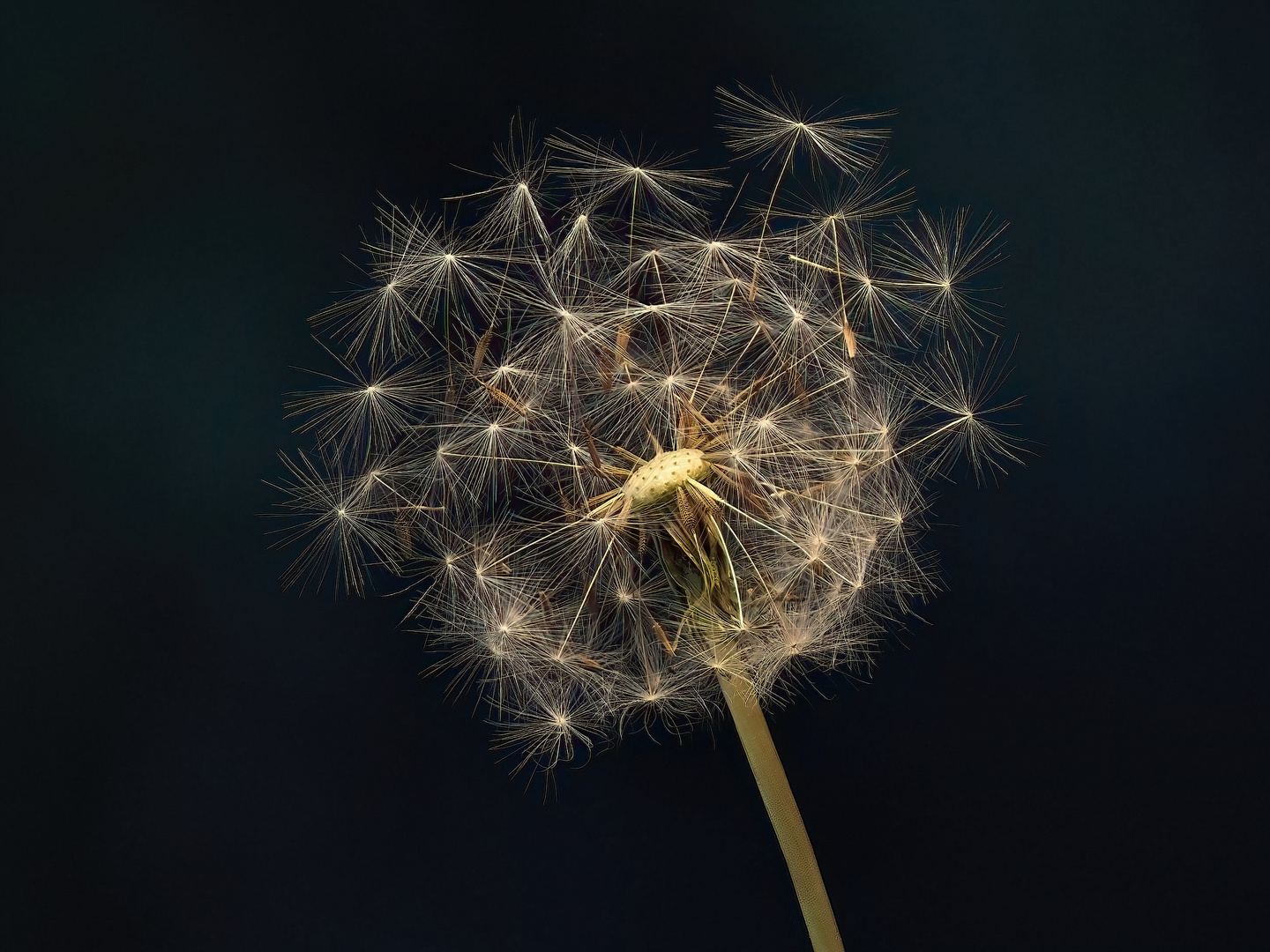 Pusteblume...