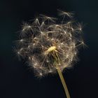 Pusteblume...