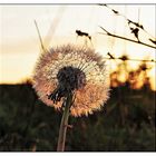 Pusteblume