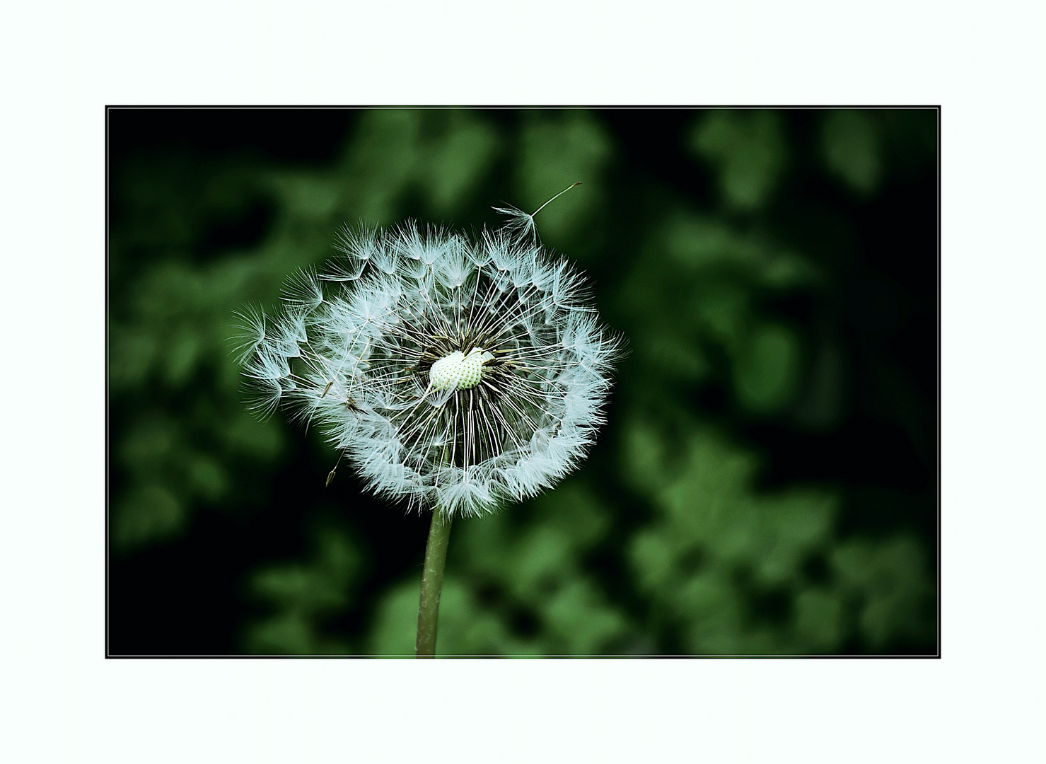 Pusteblume