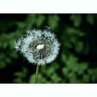 Pusteblume