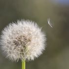 Pusteblume