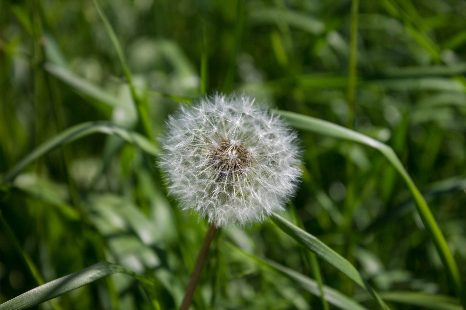 Pusteblume