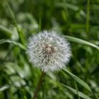 Pusteblume