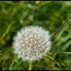 Pusteblume