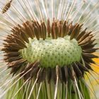 Pusteblume......