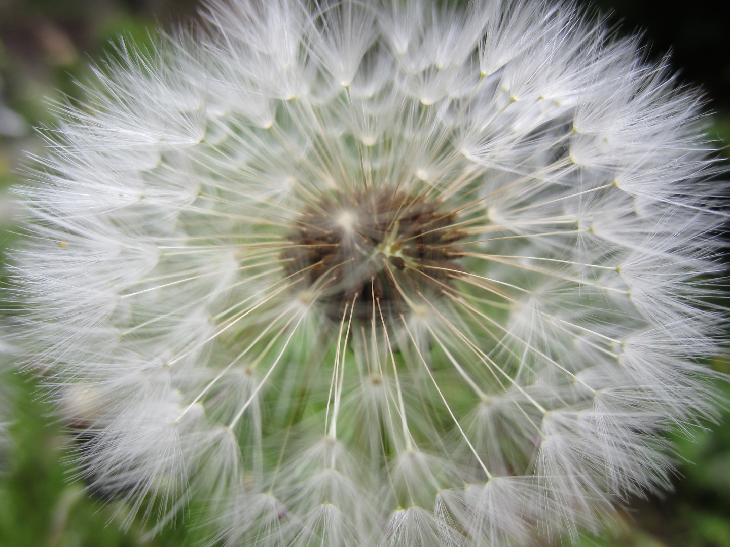 Pusteblume