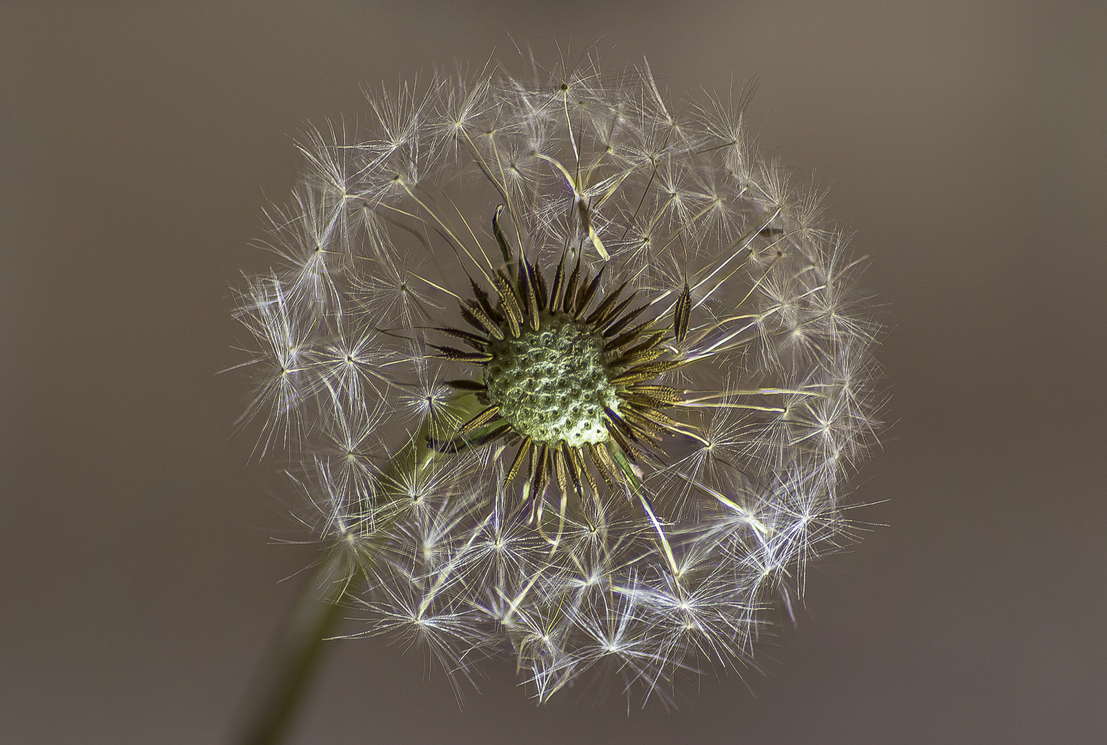 pusteblume