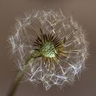 pusteblume