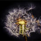 Pusteblume