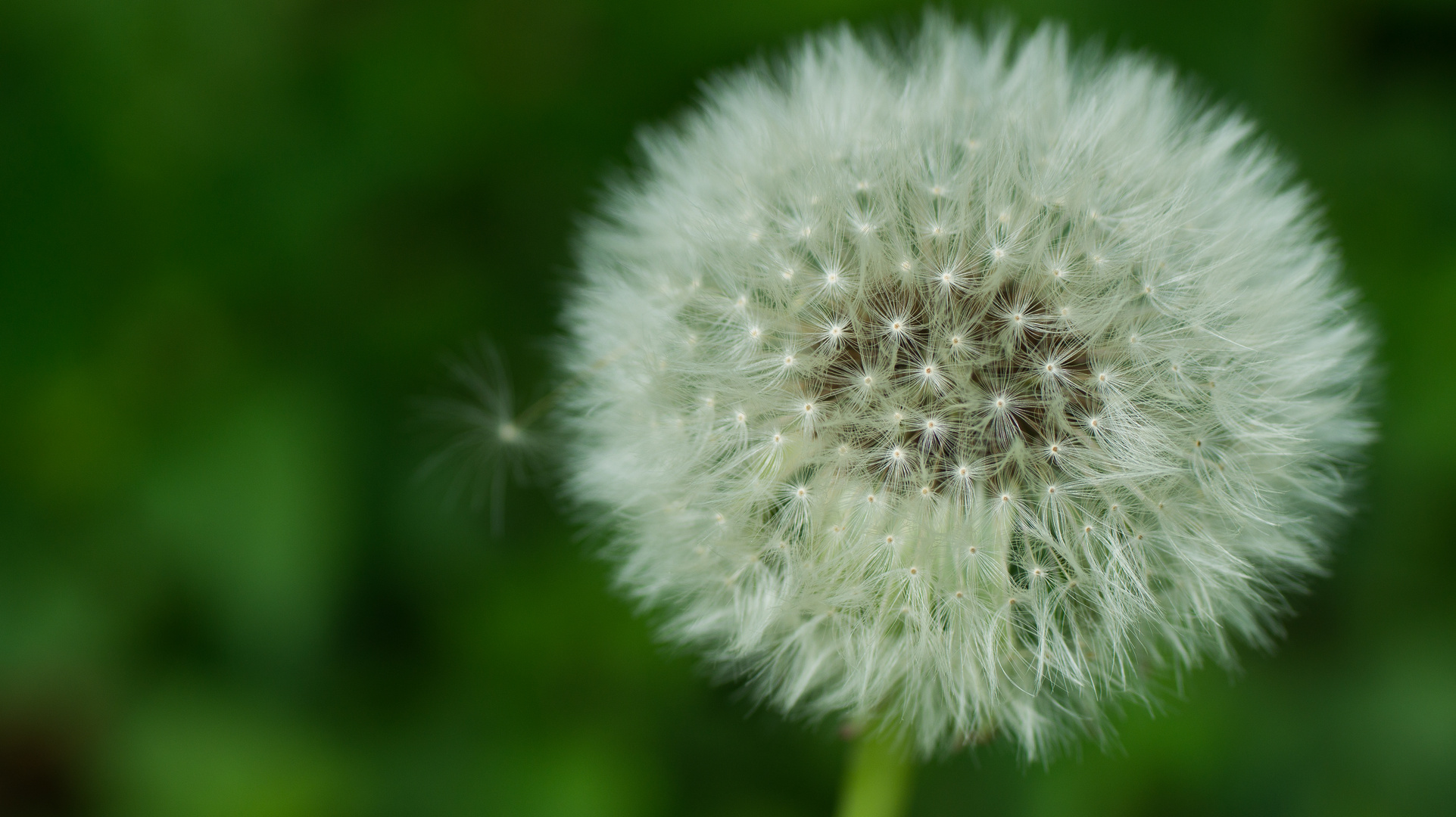 Pusteblume