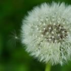 Pusteblume