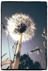 Pusteblume