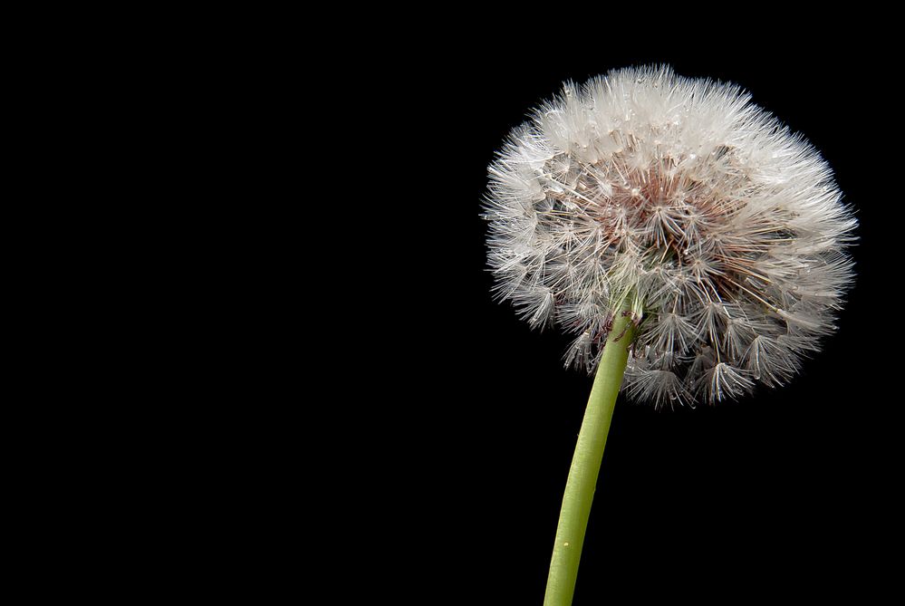 Pusteblume von Karatesiggi 