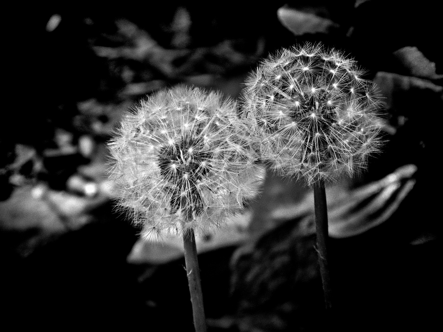 Pusteblume