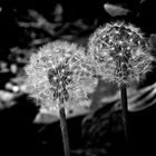 Pusteblume