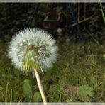 Pusteblume