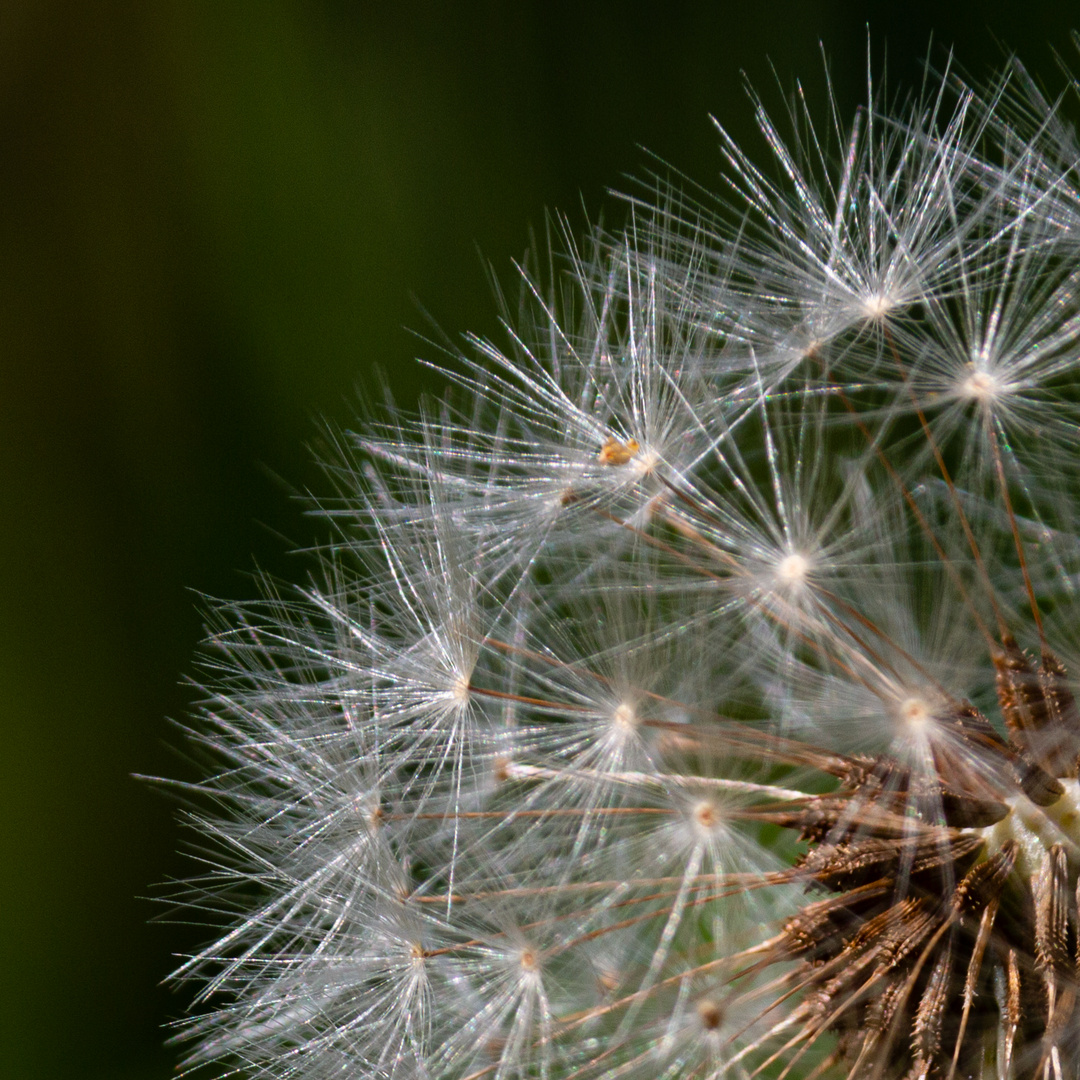 Pusteblume -Close Up