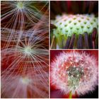 Pusteblume Collage