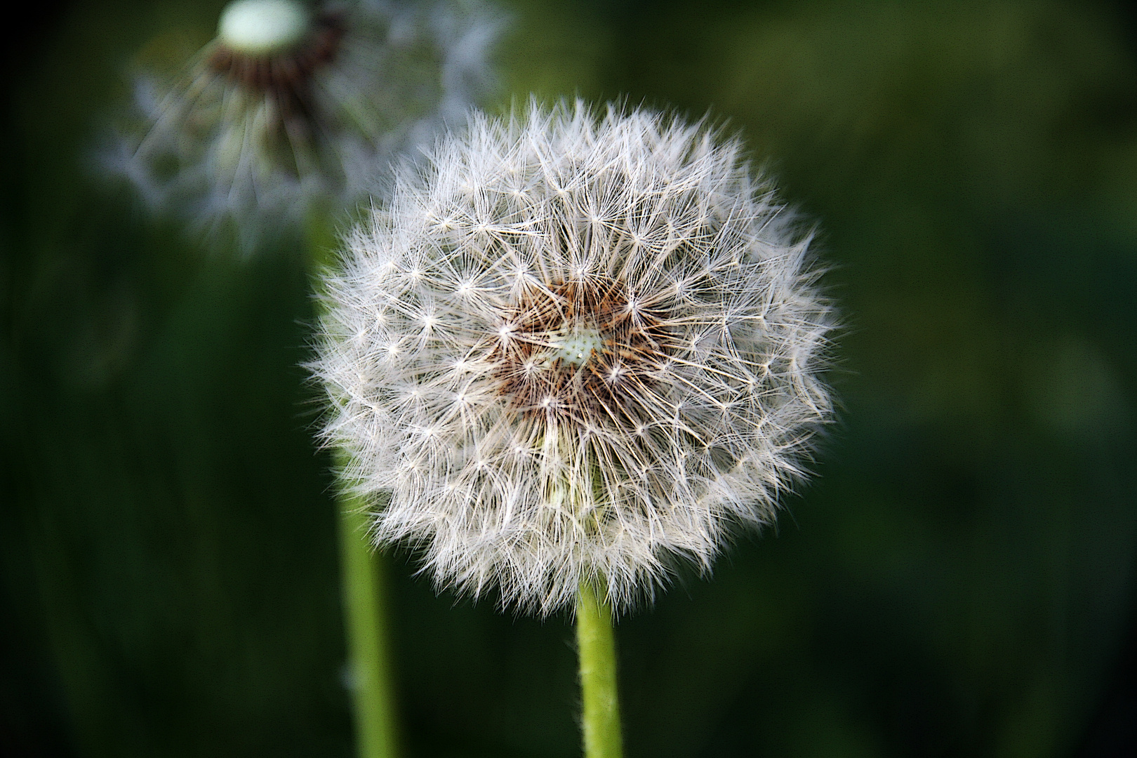 Pusteblume :D