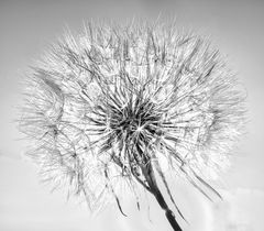 Pusteblume