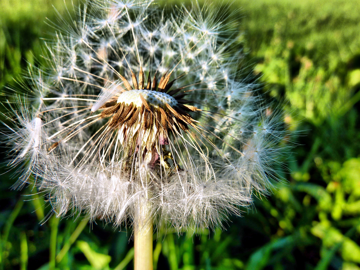 Pusteblume.