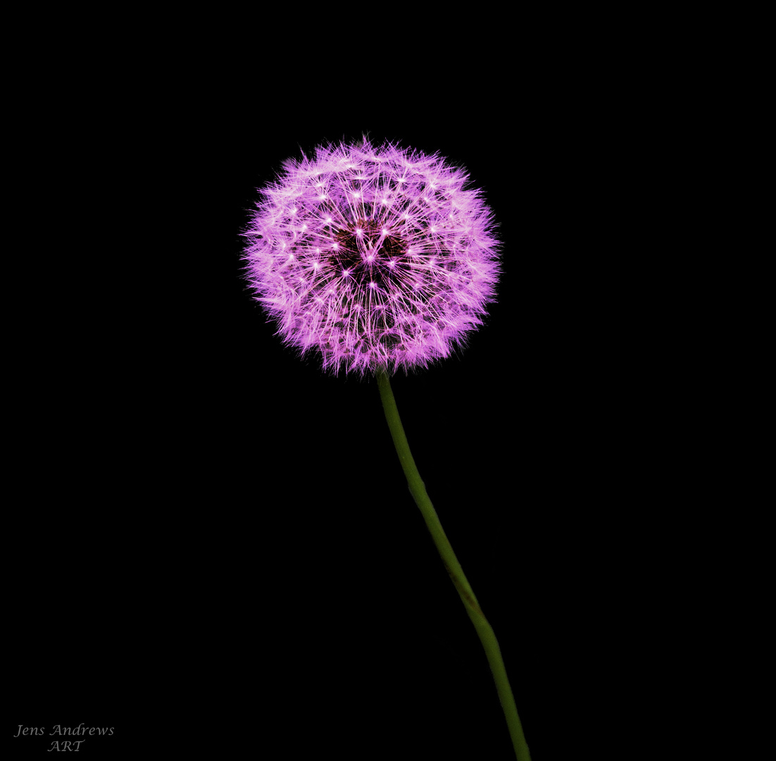 Pusteblume