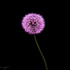 Pusteblume